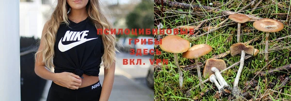 стафф Алзамай